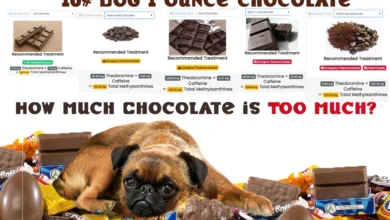 how much chocolate will kill a dog calculator