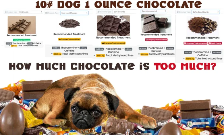 how much chocolate will kill a dog calculator