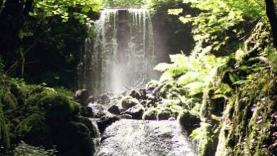 canonteign falls tickets
