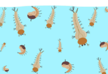 mosquito larvae in water
