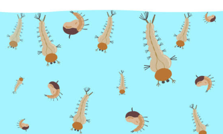 mosquito larvae in water