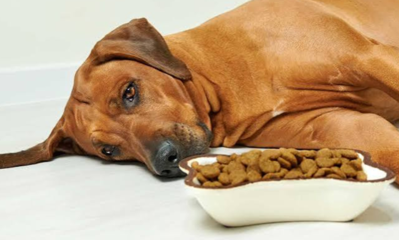why is my dog not eating